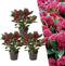Plants by Frank - Skimmia Rubella - Wintergroene struik met rode knoppen - (3 stuks)