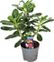 Plant in a Box - Adenium Obesum - Witte Woestijnroos - Mooie bloemen en frisgroen blad - Pot 13cm - Hoogte 30-40cm