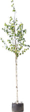 Witte himalaya berk | Betula ut. 'jacquemontii' 10-14 cm | Bomenbezorgd.nl