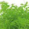 Easy grow 79 micranthemum micranthemoides