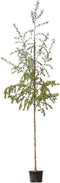 Ruwe berk | Betula pendula 10-14 cm | Bomenbezorgd.nl