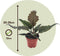 Plant in a Box - Philodendron Caramel - Groene luchtzuiverende kamerplant - Caramel glans - Pot 12cm - Hoogte 25-35cm