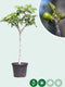 Vijgenboom - Ficus carica 125 - 150 cm (12 - 14 cm stamomtrek)