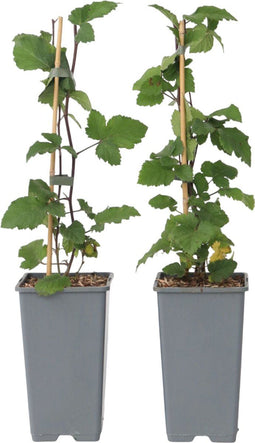 Plant in a Box - Ribes rubrum 'Jonkheer van Tets' - Aalbes - Set van 2 - Fruitstruik - Rode bessen - ⌀15cm - Hoogte 50-60cm