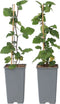 Plant in a Box - Ribes rubrum 'Jonkheer van Tets' - Aalbes - Set van 2 - Fruitstruik - Rode bessen - ⌀15cm - Hoogte 50-60cm
