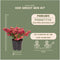 Plants by Frank | set van 6 Parelbes planten | 6x Pernettya mucronata rood | 6x rood | 12 cm Ø | 20 cm hoog | winterharde planten | tuinplanten | planten