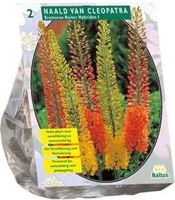 Eremurus Ruiter Hybriden Mix per 2