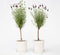 Plant in a Box - Lavandula stoechas 'Anouk' - Lavendelbomen in mand - Set van 2 - Pot 15cm - Hoogte 45-55cm - Winterhard - Tuinplanten