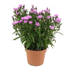 Goed & Groen - Aster Showmaker Baby Pink -↨ 25cm - Potmaat 14cm - Kwaliteit Planten - Tuin Plant - Tuinplantenplanten - Sfeer