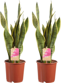 Sanseveria, vrouwentong - Set van 2 - Fachjan - Groene Plant- Hoogte 50 cm