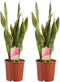 Sanseveria, vrouwentong - Set van 2 - Fachjan - Groene Plant- Hoogte 50 cm