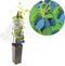 Blauwe Honingbes (Lonicera caerulea Kamtschatica)