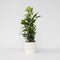 Plant in a Box - Laurier - Laurus nobilis - Hoogte 30-40cm - Pot 14cm - Struik - Groen