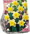 Baltus - Bollen Narcis Lobularis 15 stuks