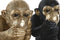 Home ESPRIT - Decoratieve figuren - Zwart Gouden Aap 24,5 X 15 X 22,5 CM (2 stuks)
