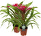 Kamerplant - Guzmania Deseo Pink double