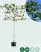 Leiplataan 220 cm | Platanus hispanica 14-18 cm 220 cm| Bomenbezorgd.nl