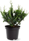 Chamaecyparis pisifera 'Teddy Bear' - Japanse schijncipres - 20-25 cm - Pot 3 Liter