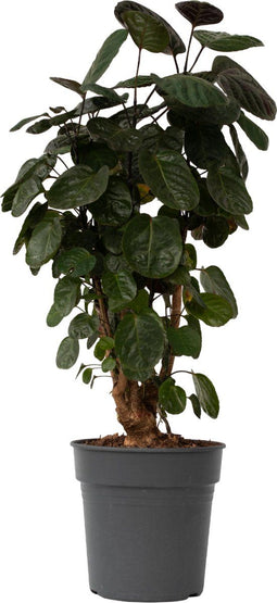 Plant in a Box - Polyscias Fabian - Karakteristieke groene kamerplant - Donkergroene leerachtige bladeren - Pot 21cm - Hoogte 80-85cm