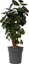 Plant in a Box - Polyscias Fabian - Karakteristieke groene kamerplant - Donkergroene leerachtige bladeren - Pot 21cm - Hoogte 80-85cm