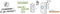 Draadloze plug-in gong zonder batterij - OneBell 80 Eco - SCS SENTINEL