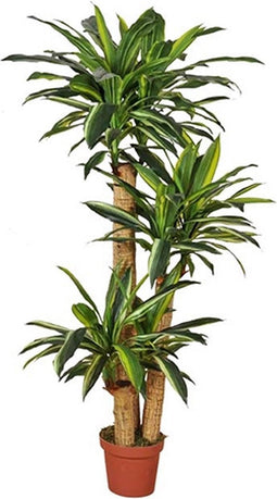 Dracaena fragrans 155 cm
