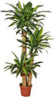Dracaena fragrans 155 cm