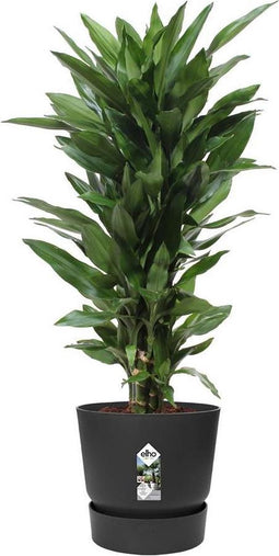 Dracaena Janet Lind in Elho® Greenville pot