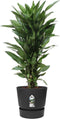 Dracaena Janet Lind in Elho® Greenville pot