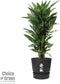 Dracaena Janet Lind in Elho® Greenville pot