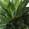 Dracaena Janet Lind in Elho® Greenville pot