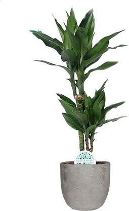 Dracaena Janet Lind in Mica sierpot Jimmy (lichtgrijs) ↨ 70cm - hoge kwaliteit planten