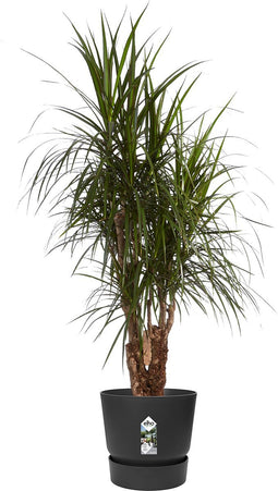 Dracaena Marginata in Elho® Greenville pot black ↨ 100cm - hoge kwaliteit planten