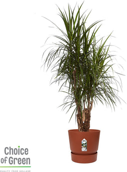 Dracaena Marginata in Elho® Greenville pot Brique ↨ 130cm - hoge kwaliteit planten