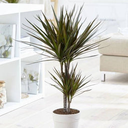 Dracaena marginata Magenta ↨ 80cm - hoge kwaliteit planten