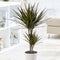 Dracaena marginata Magenta ↨ 80cm - hoge kwaliteit planten