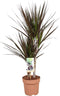 Dracaena marginata Magenta ↨ 80cm - hoge kwaliteit planten