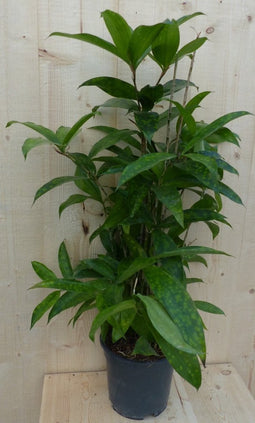 Dracaena Surculosa 60 cm