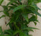Dracaena Surculosa 60 cm