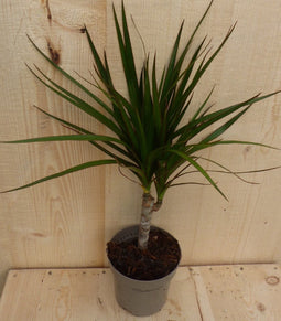 Drakenbloedboom Dracaena Marginata Smal Blad 30 cm