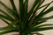 Drakenbloedboom Dracaena Marginata Smal Blad 30 cm