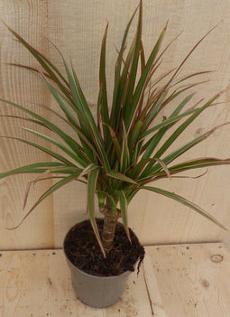 Drakenbloedboom Dracaena Marginata Smal Blad Roze 30 cm