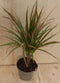 Drakenbloedboom Dracaena Marginata Smal Blad Roze 30 cm