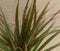 Drakenbloedboom Dracaena Marginata Smal Blad Roze 30 cm