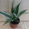 Drakenbloedboom Dracaena Witbont Klein