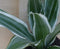 Drakenbloedboom Dracaena Witbont Klein