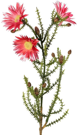Driesprong collection - Kaaps groen bloemen knoppen, 60 cm d.roze...