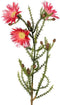 Driesprong collection - Kaaps groen bloemen knoppen, 60 cm d.roze...