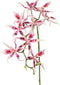 Driesprong collection - Spiderorchidee brassia roze met 9 bloemen...