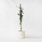 Plant in a Box - Eucalyptus cinerea 'Silver Dollar' - Winterharde Eucalyptus - Pot 19cm - Hoogte 90-110cm